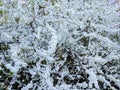 BlackthornÃÂ Prunus Spinosa covered in white blossom